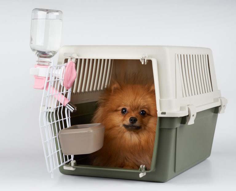 How to avoid a ruff road trip what size dog crate you need for travel | lets be game changers | page 2191 How to avoid a ruff road trip what size dog crate you need for travel | lets be game changers | page 2191 lets be game changers