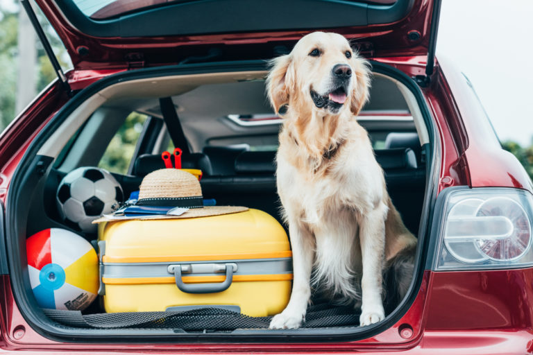 Your ultimate guide on how to travel with a dog | lets be game changers | page 2175 Your ultimate guide on how to travel with a dog | lets be game changers | page 2175 lets be game changers