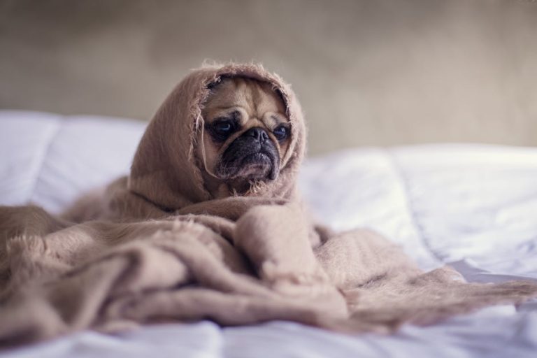 Do you have a sick dog Heres when you know its time to call the vet | lets be game changers | page 2173 lets be game changers