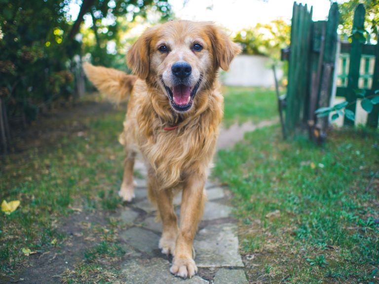 Help for mental health and substance abuse 5 benefits of emotional support animals | lets be game changers | page 2167 Help for mental health and substance abuse 5 benefits of emotional support animals | lets be game changers | page 2167 lets be game changers