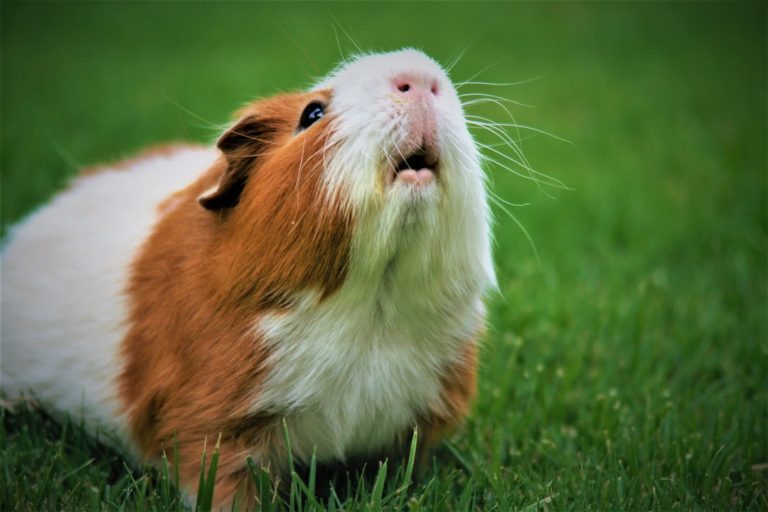 Your new furry friend the complete guide to guinea pig ownership | lets be game changers | page 2138 lets be game changers