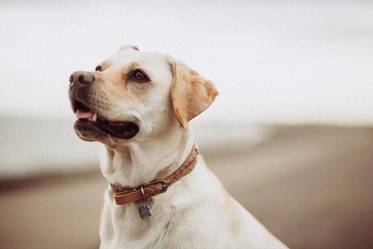 How to recognize signs of anxiety in dogs and give your pet a happier life | lets be game changers | page 2124 How to recognize signs of anxiety in dogs and give your pet a happier life | lets be game changers | page 2124 lets be game changers