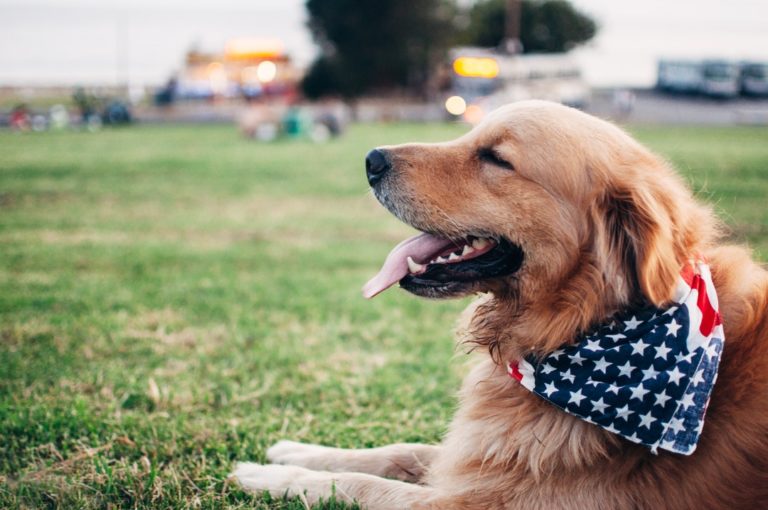 The shocking reason why dogs reduce stress for working americans | lets be game changers | page 2047 lets be game changers
