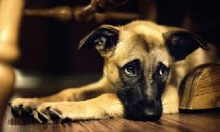 Your dog hates when you do these 3 things | lets be game changers | page 1877 Your dog hates when you do these 3 things | lets be game changers | page 1877 lets be game changers