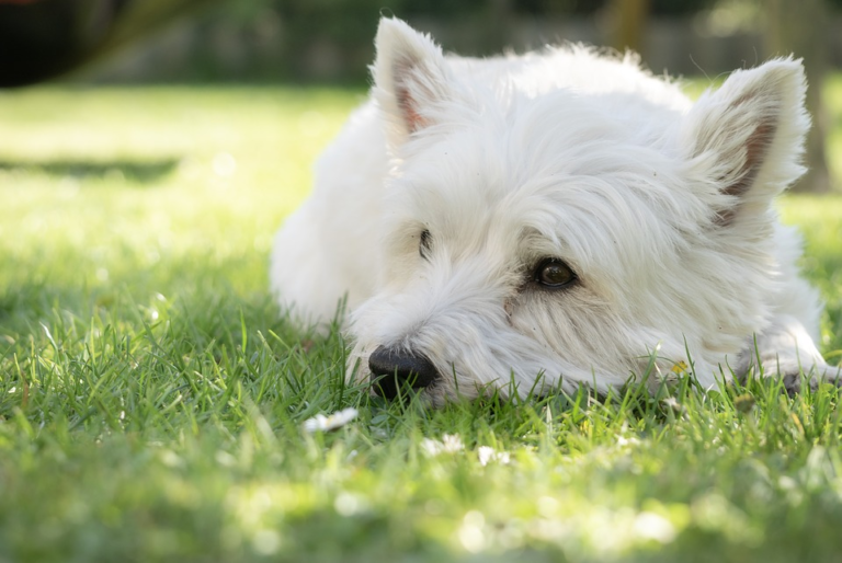 Health care why grooming your westie is important | lets be game changers | page 1844 Health care why grooming your westie is important | lets be game changers | page 1844 lets be game changers