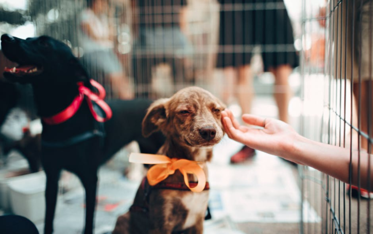 A straightforward guide to traveling internationally with a dog | lets be game changers | page 1815 A straightforward guide to traveling internationally with a dog | lets be game changers | page 1815 lets be game changers