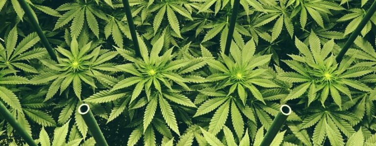 Want monster results Here are ways to boost your marijuana plant yields | lets be game changers | page 820 Want monster results Here are ways to boost your marijuana plant yields | lets be game changers | page 820 lets be game changers