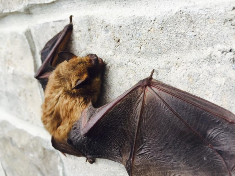 Why pest control is an important step in maintaining your home | lets be game changers | page 839 Why pest control is an important step in maintaining your home | lets be game changers | page 839 lets be game changers