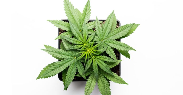 3 important questions you should ask yourself before purchasing cannabis seeds | lets be game changers | page 694 3 important questions you should ask yourself before purchasing cannabis seeds | lets be game changers | page 694 lets be game changers