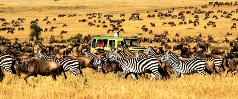 Top undercover reasons why you should consider going on a safari | lets be game changers | page 622 Top undercover reasons why you should consider going on a safari | lets be game changers | page 622 lets be game changers