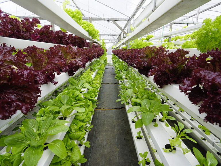 How to maximize your crop yield with hydroponic farming | lets be game changers | page 567 lets be game changers