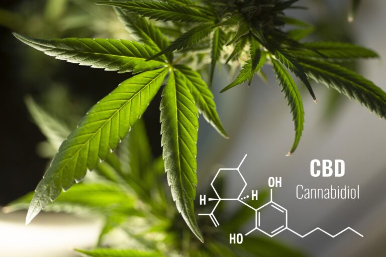 Arizona dispensaries best cbd strains for anxiety  pain | lets be game changers | page 550 Arizona dispensaries best cbd strains for anxiety  pain | lets be game changers | page 550 lets be game changers