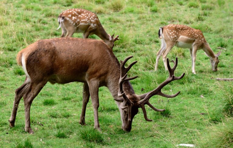 Top 5 tips for finding deer antlers | lets be game changers | page 551 Top 5 tips for finding deer antlers | lets be game changers | page 551 lets be game changers