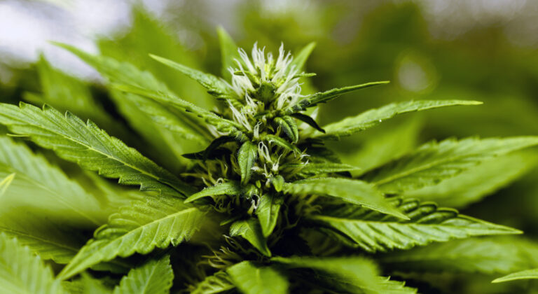 The ultimate guide to medical marijuana in oklahoma | lets be game changers | page 545 The ultimate guide to medical marijuana in oklahoma | lets be game changers | page 545 lets be game changers