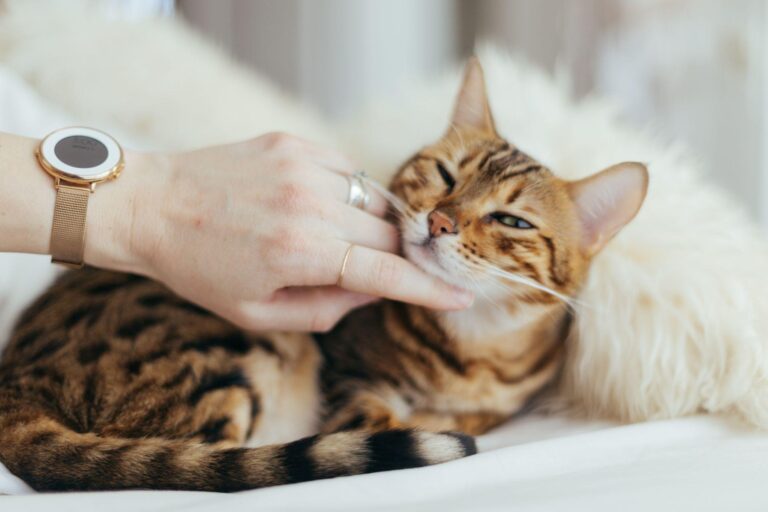 5 tips that will save you money as a cat owner | lets be game changers | page 345 lets be game changers